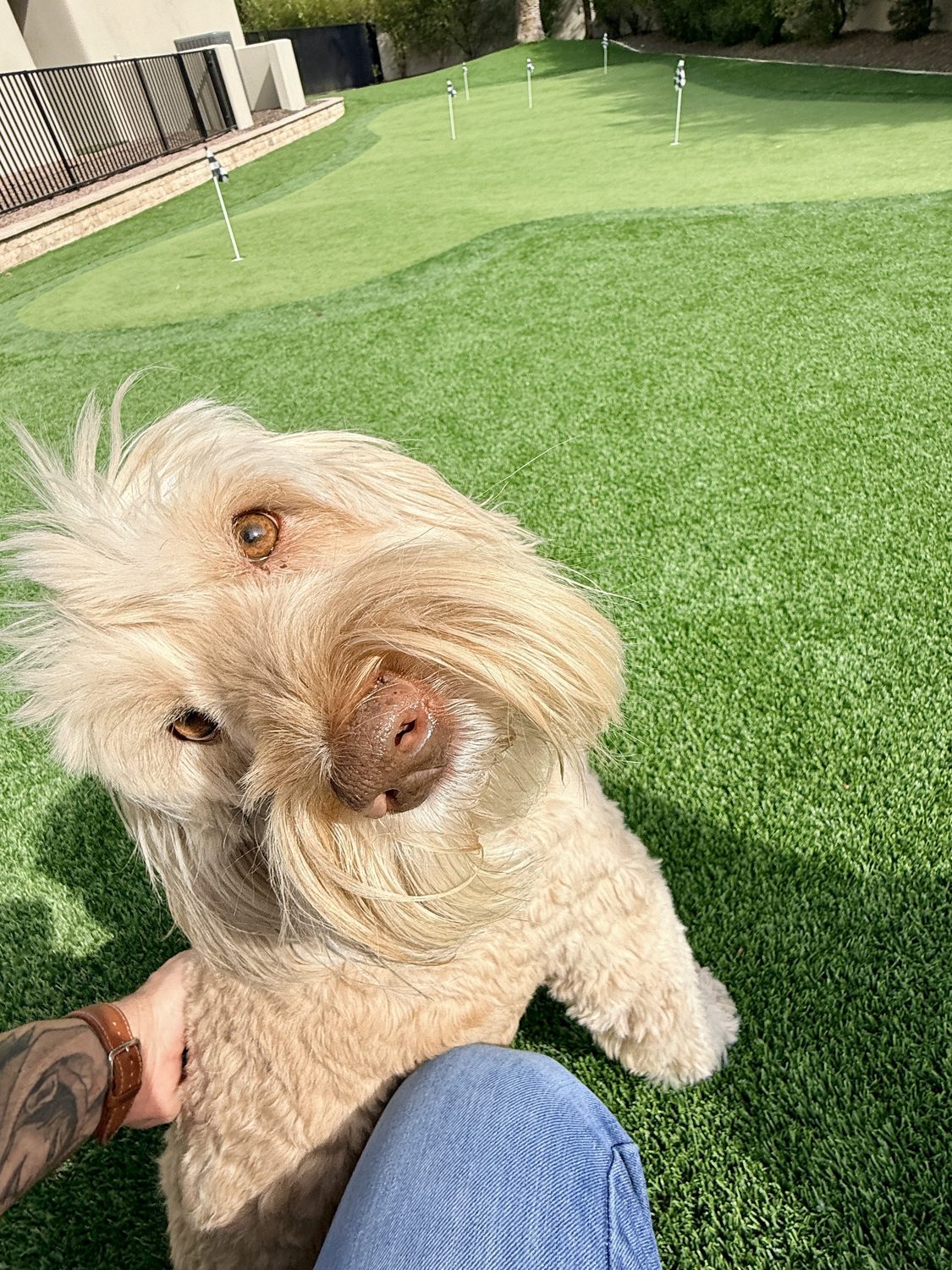 Client's dog on a putting-green backyard