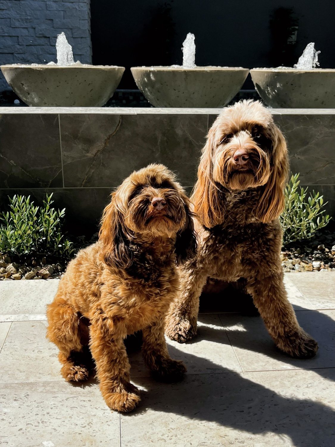 Client's dog at a finished project