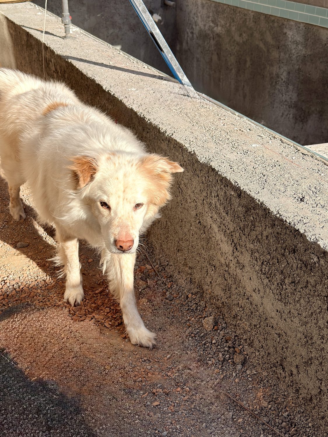 Client's dog supervising a pool under construction
