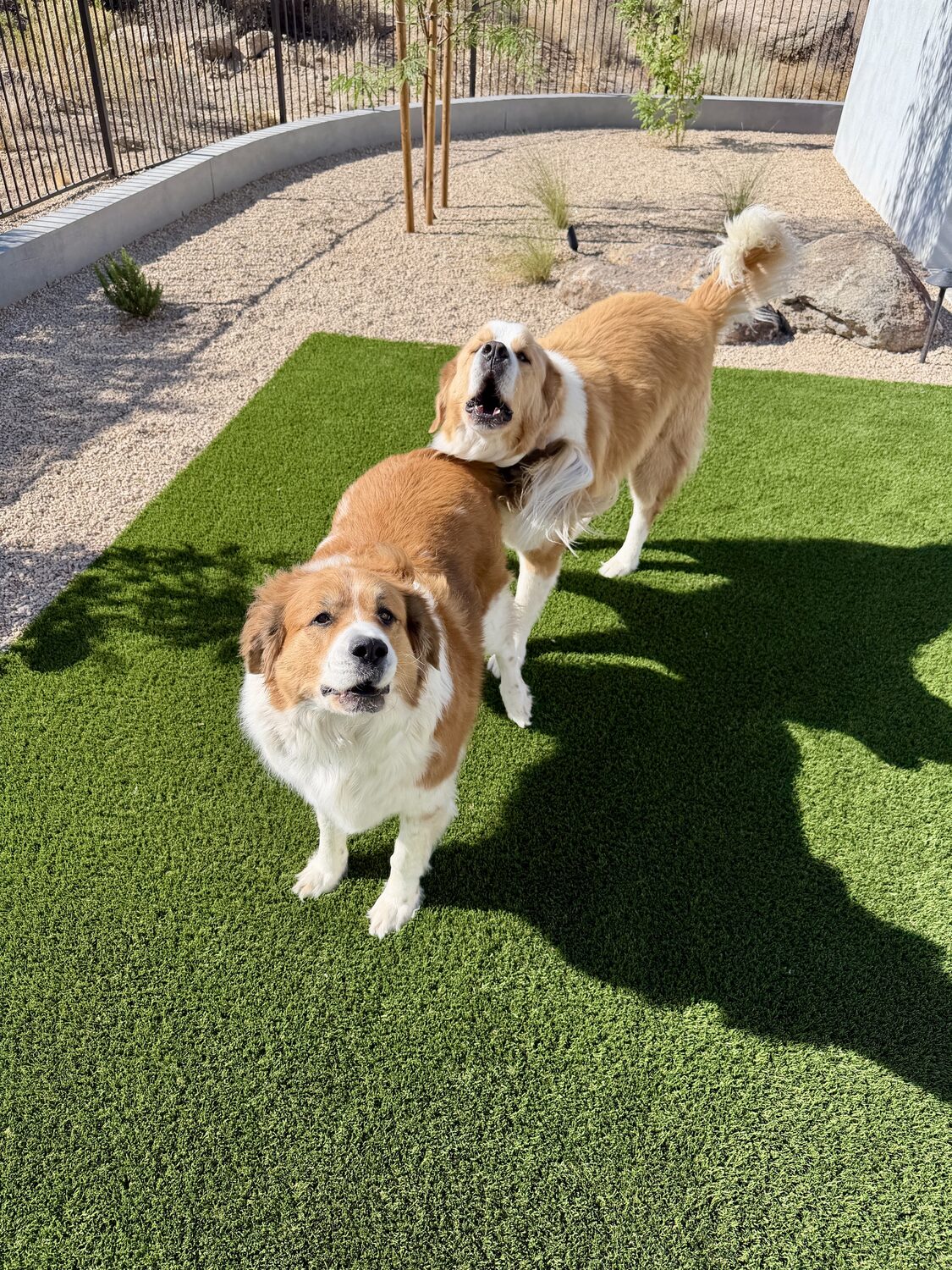 Two client dogs on the artificial turf