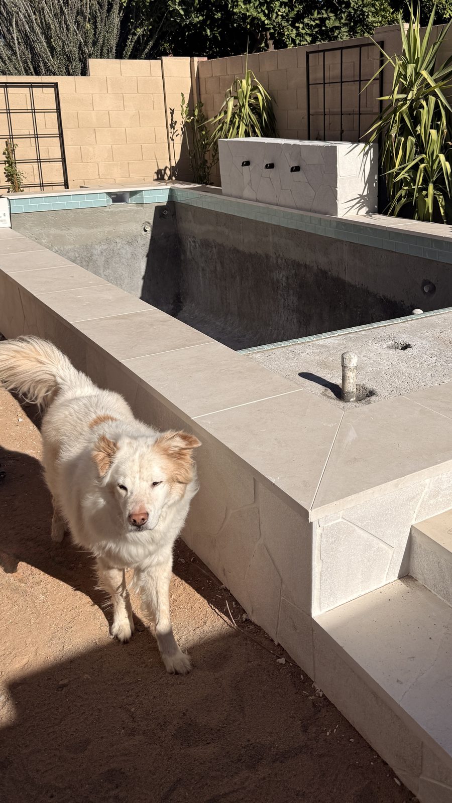 Client's dog beside a pool under construction in a desert backyard