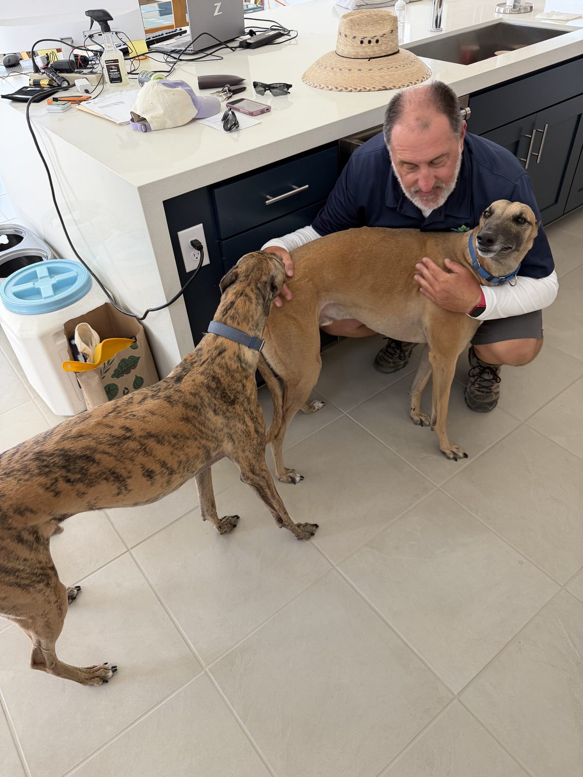 Two greyhounds saying hello to a Sonoran Landesign team member