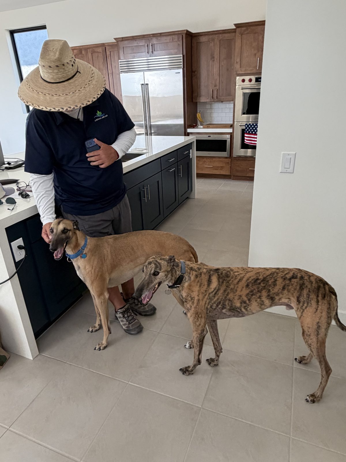 A pair of greyhounds greeting a Sonoran Landesign team member