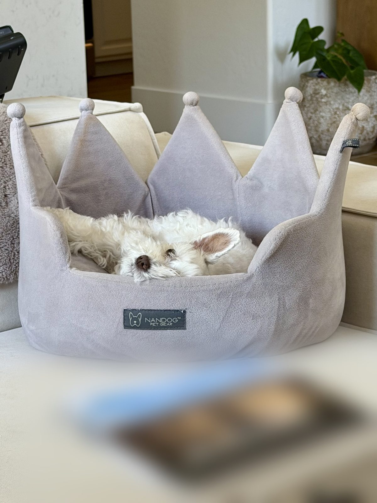 A small white dog asleep in a crown-shaped bed beside a marked-up design plan