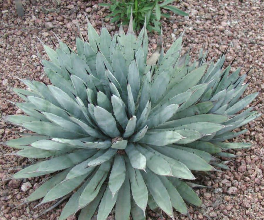 Agave - Black Spine