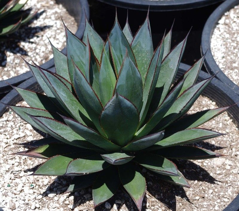 Agave - Blue Glow