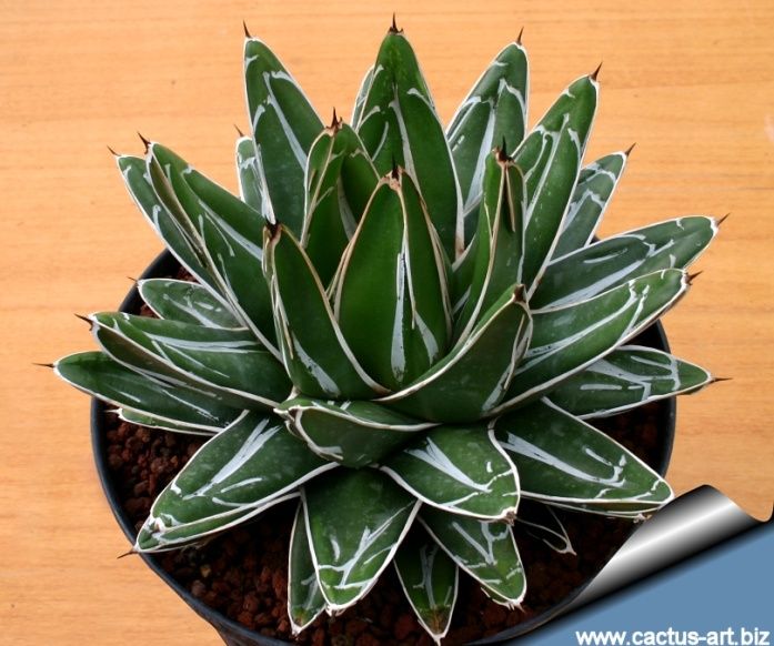 Agave - Queen Victoria