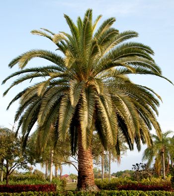 Canary Island Date Palm