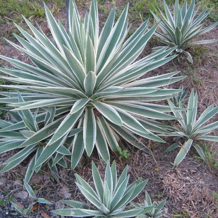 Agave - Caribbean