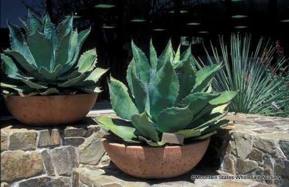 Agave - Cow Horn
