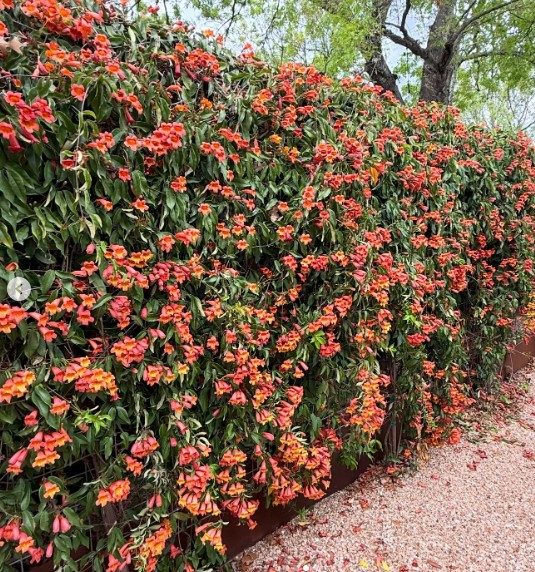 Tangerine Cross Vine