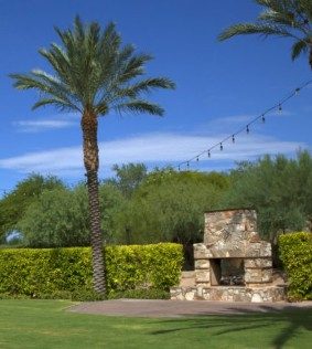 Date Palm