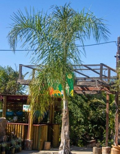 Queen Palm