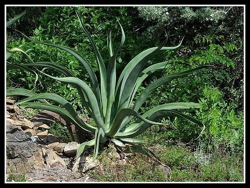 Agave - Octopus