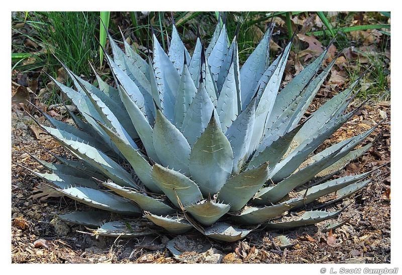Agave - ‘Parry’s’