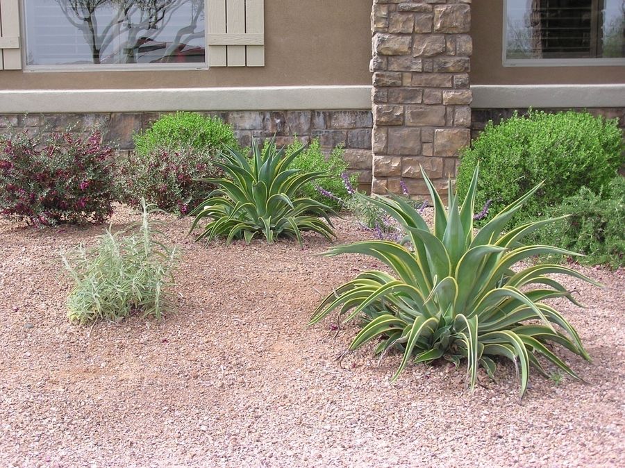 Agave - Tropical