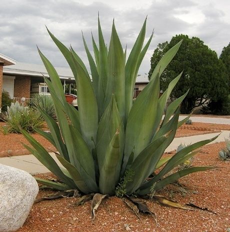 Agave - ‘Weber’s’