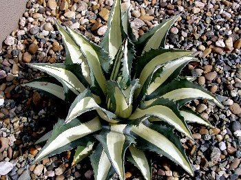 Agave - ‘White Stripe’
