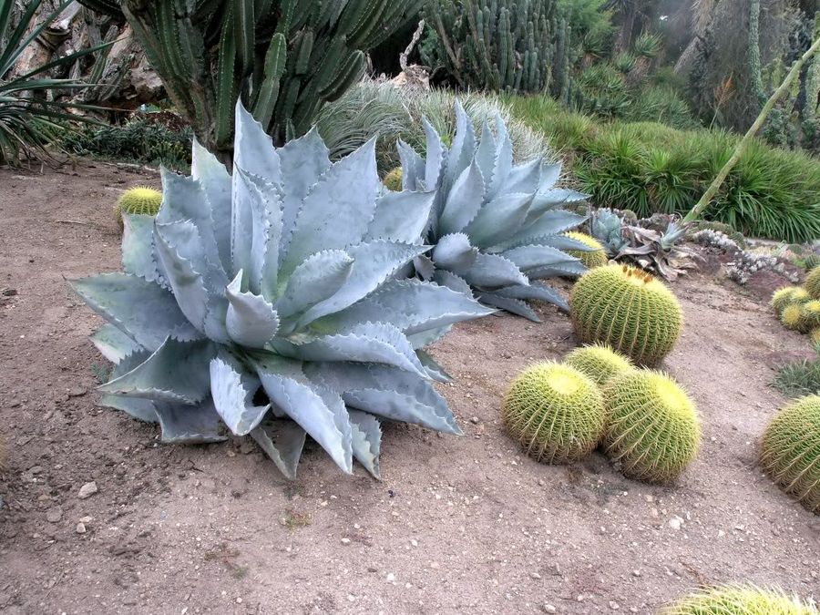 Agave - Mescal Ceniza