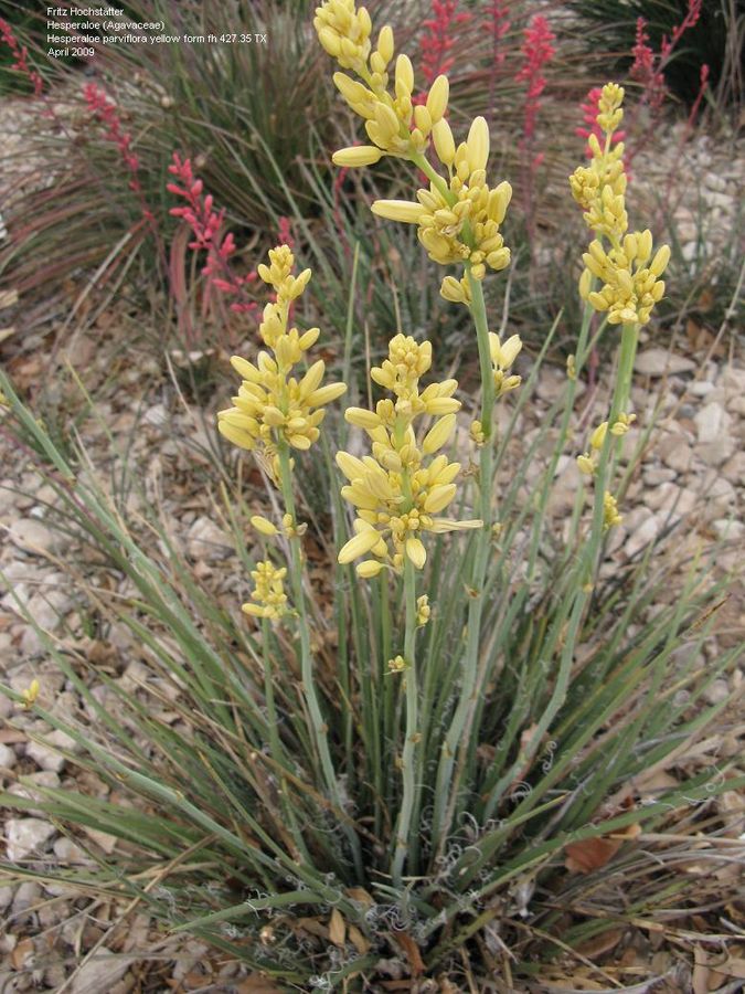 Hesperaloe –Yellow
