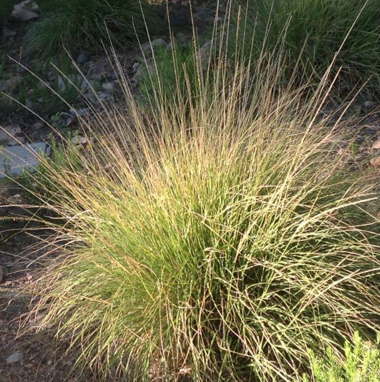 Deer Grass