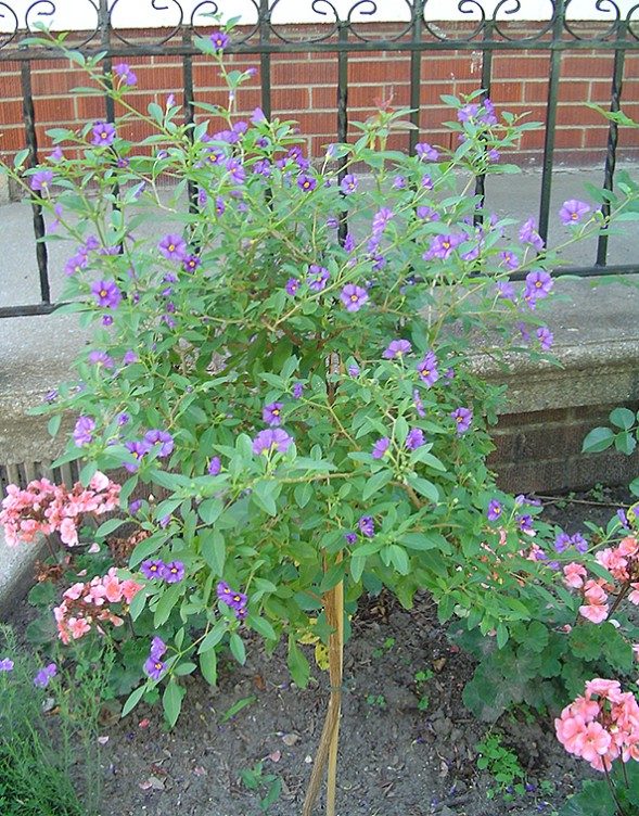 Purple Potato Bush
