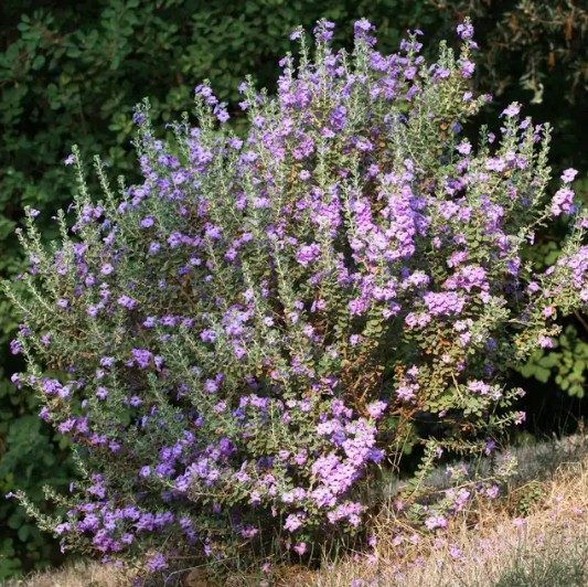 Rio Bravo Sage