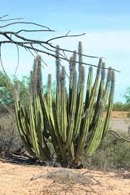 Senita Cactus