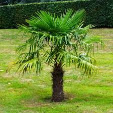 Windmill Palm