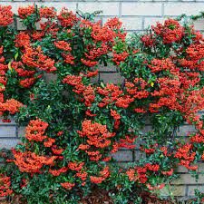 Pyracantha – Firethorn
