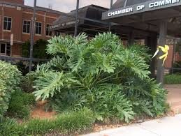 Split-Leaf Philodendron