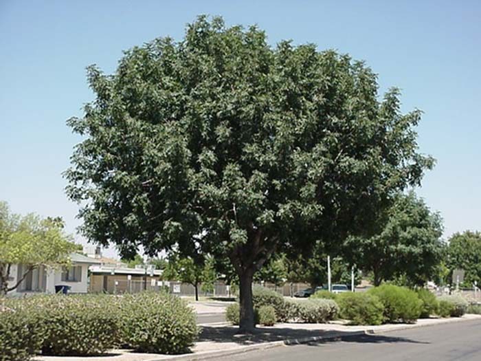 Pistache Tree