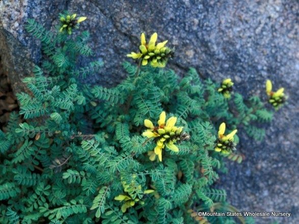 Sierra Gold Dalea