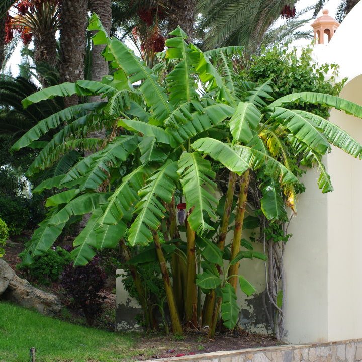 Banana Tree