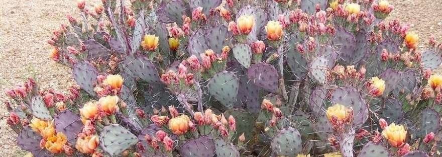 Santa Rita Prickly Pear