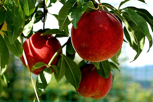 Peach Tree