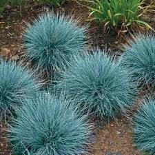 Blue Fescue Grass