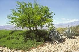Coyote Bush