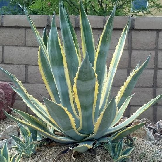 Agave - American Variegated